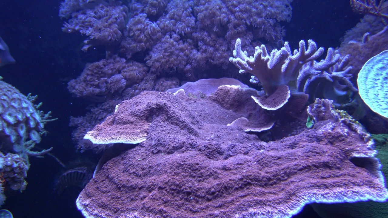 水族馆里的异国热带鱼视频素材