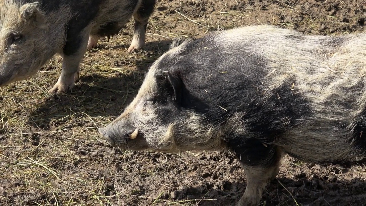 有机农场的小猪(Sus scrofa domestictica)视频素材