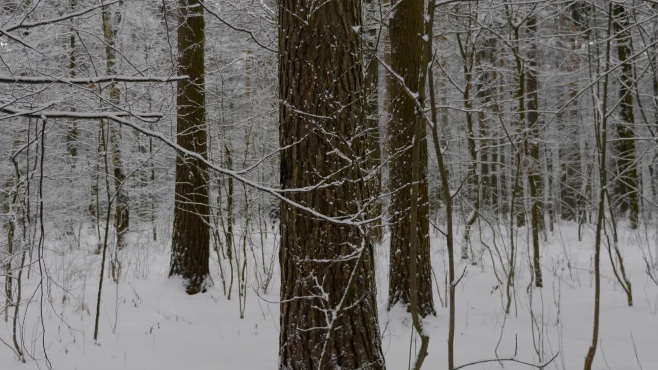 冬天的森林在下雪，慢动作。视频素材