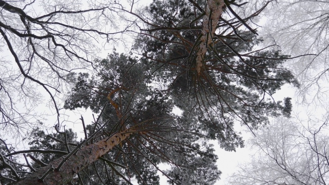 冬天的森林在下雪，慢动作。视频素材