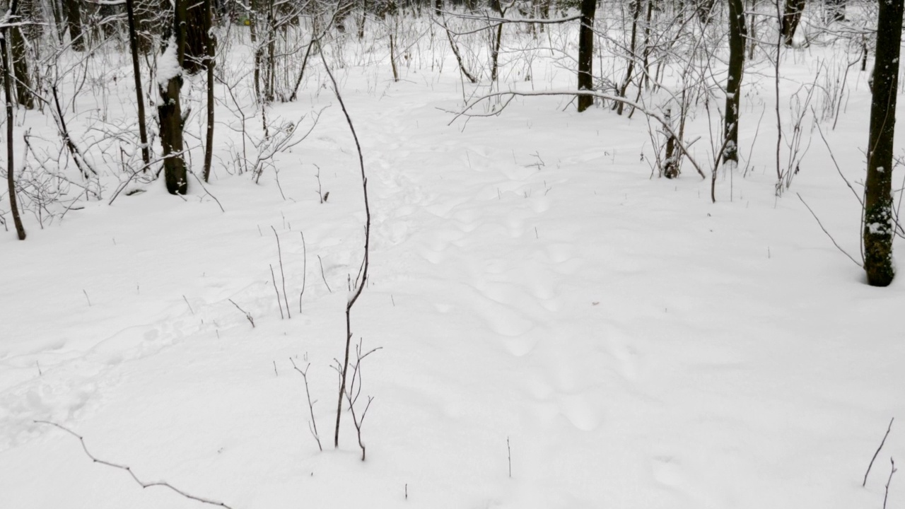 在雪地里沿着冬季森林的小路走。视频素材