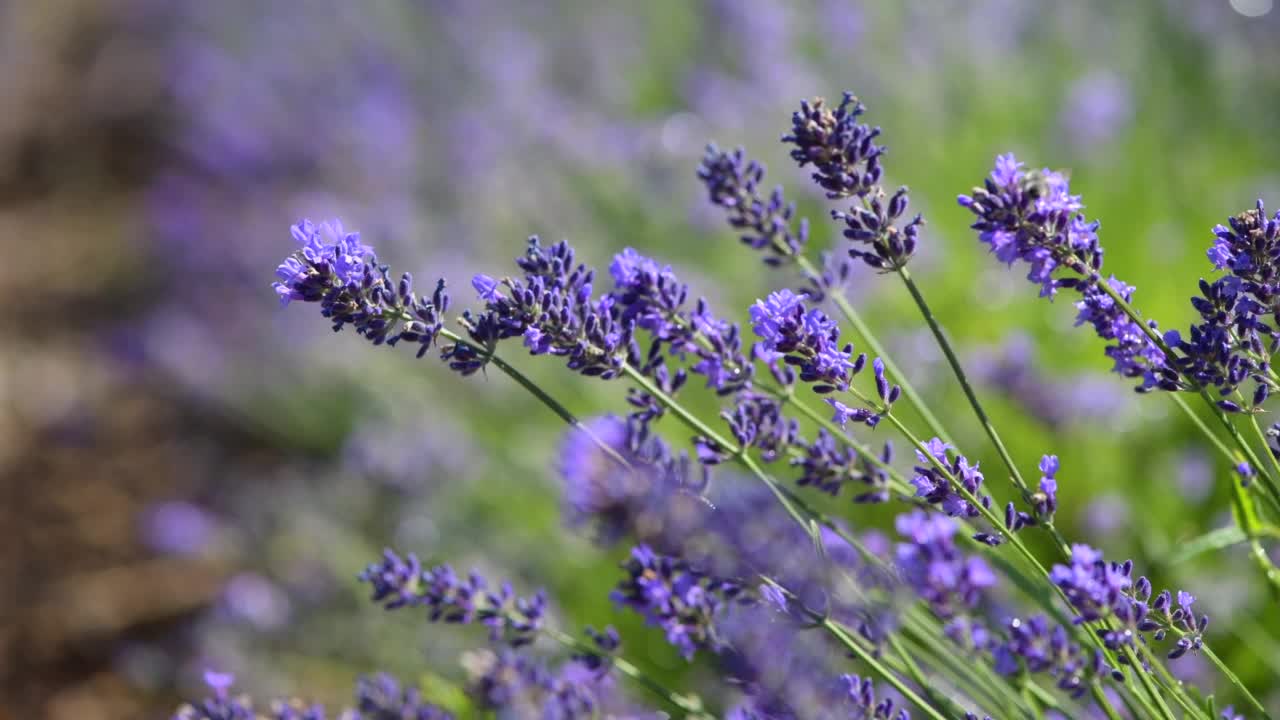 蜜蜂为紫罗兰熏衣草授粉的特写视频素材