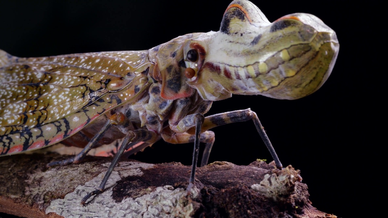 灯笼虫（Fulgora laternaria，Fulgoridae家族）视频下载