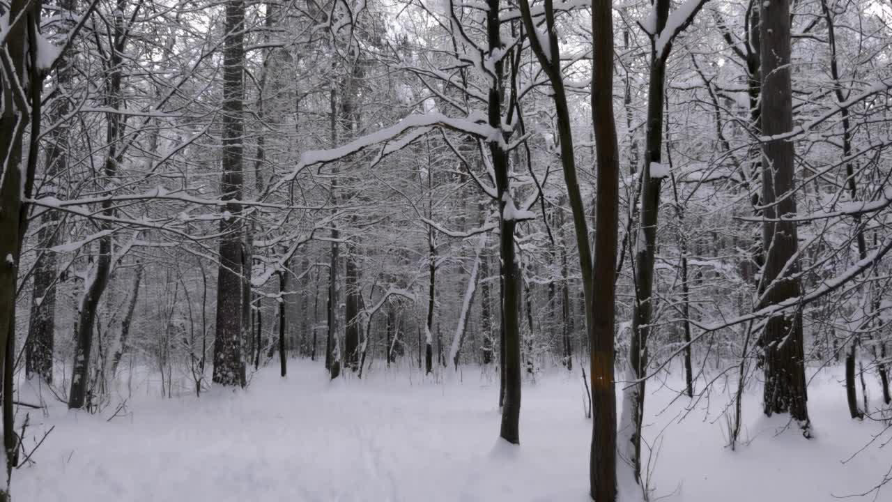 冬天的森林在下雪，慢动作。视频素材