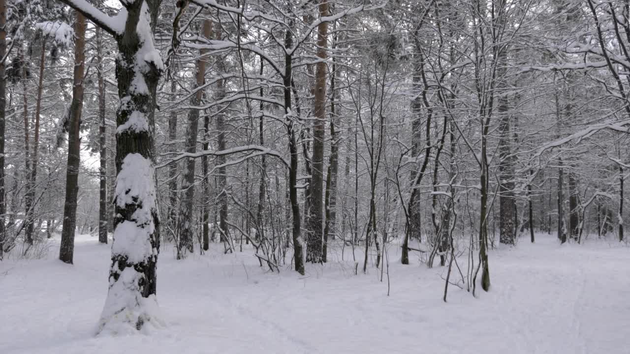 冬天的森林在下雪，慢动作。视频素材