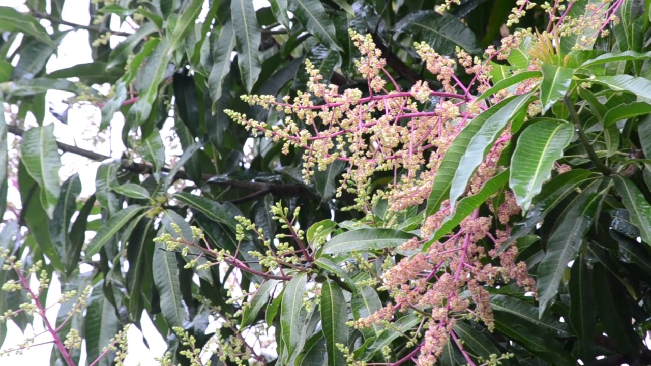 芒果树(Mangifera indica)有机生长在开花，散发出美丽多彩的花朵，在一个雨天在巴西的城市里约热内卢视频素材