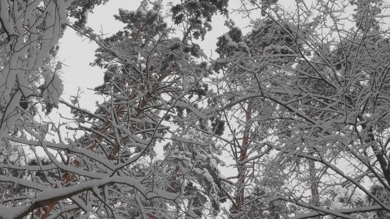 冬天的森林在下雪，慢动作。视频素材