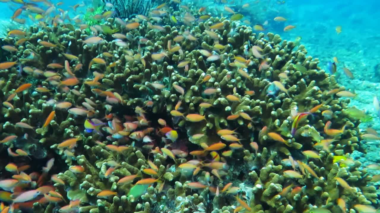 健康的珊瑚礁，各种鱼类和水下野生动物。视频下载