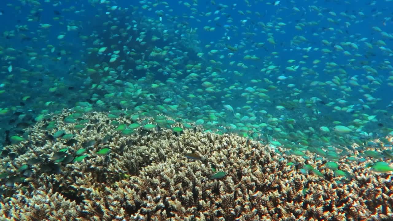 健康的珊瑚礁，各种鱼类和水下野生动物。视频下载