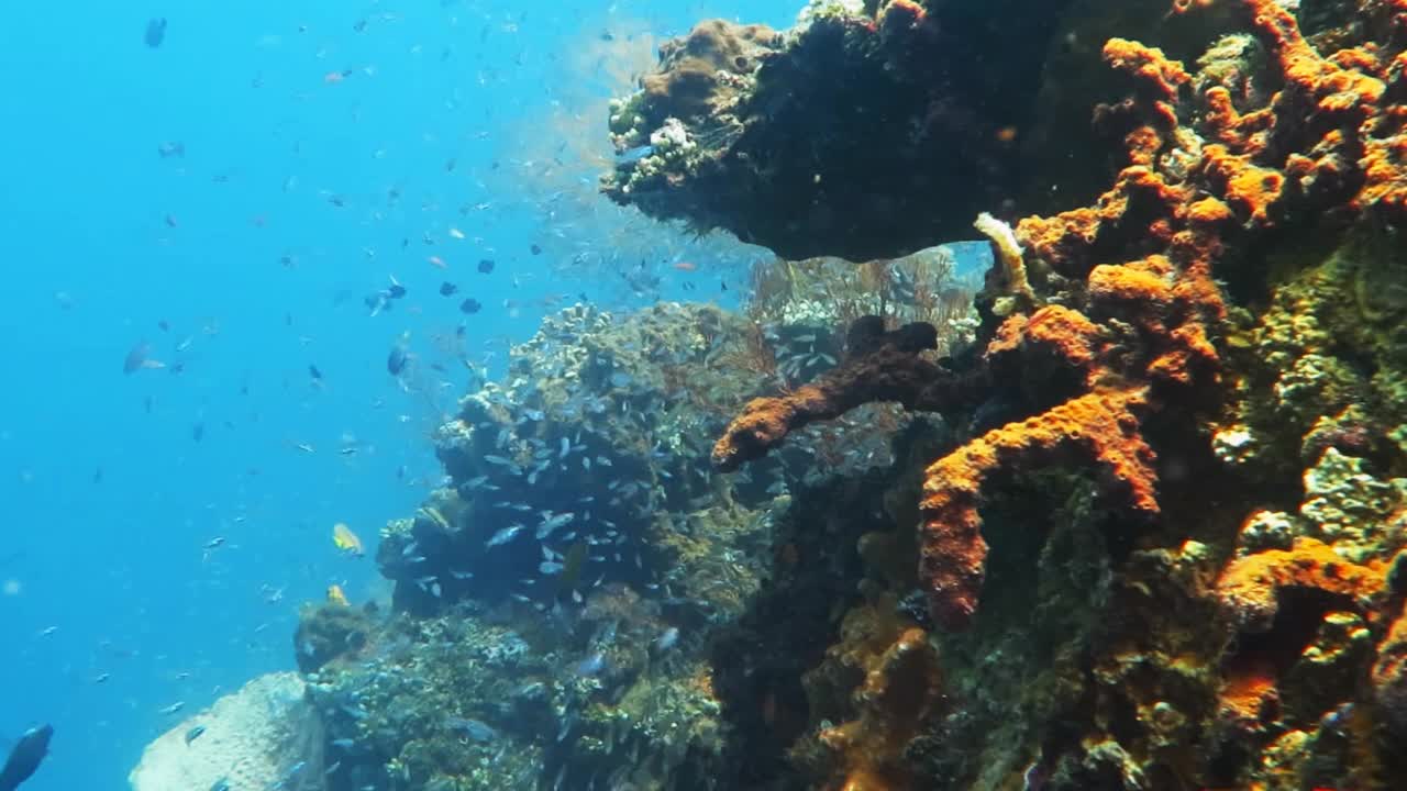 健康的珊瑚礁，各种鱼类和水下野生动物。视频下载