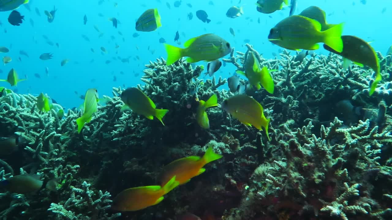 水下的大眼睛鲹鱼(Caranx sexfasciatus)。视频素材