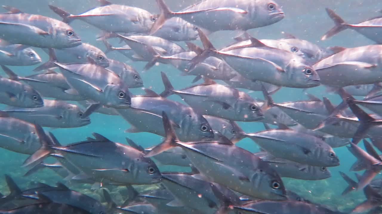 水下的大眼睛鲹鱼(Caranx sexfasciatus)。视频素材