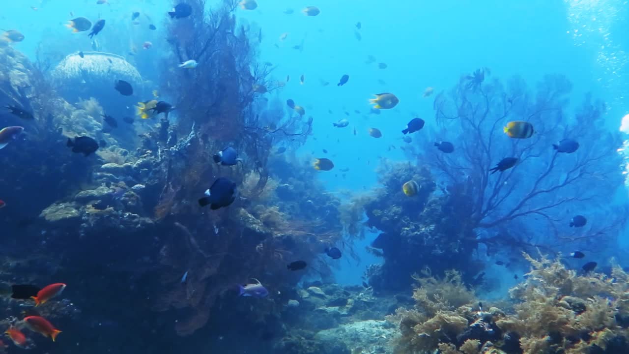 健康的珊瑚礁，各种鱼类和水下野生动物。视频下载