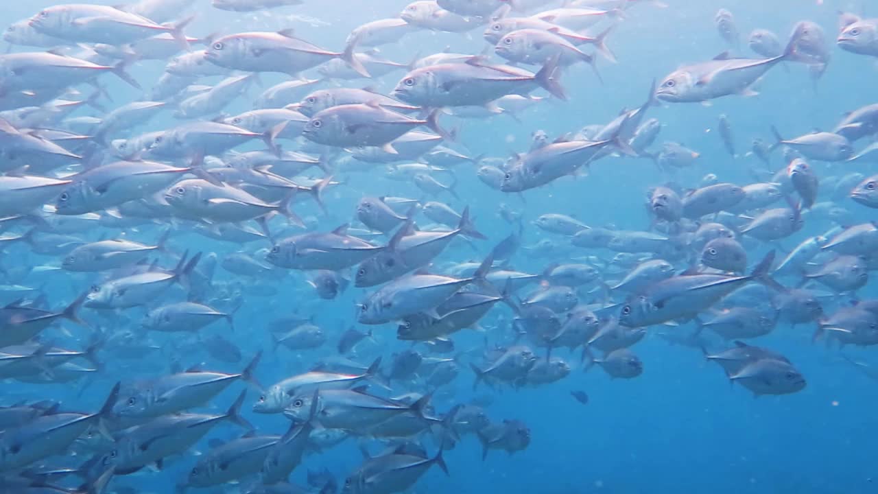 水下的大眼睛鲹鱼(Caranx sexfasciatus)。视频素材