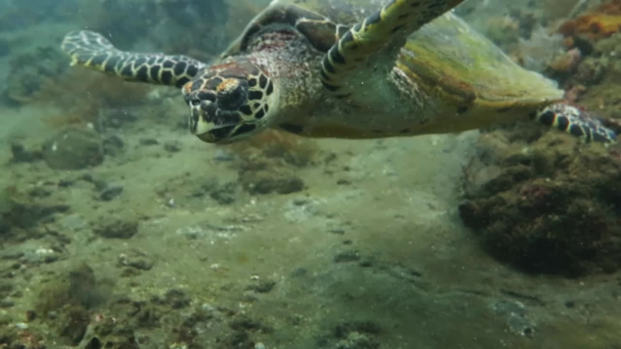 海龟(玳瑁海龟)在水下，它在浅浅的礁石上觅食。视频下载