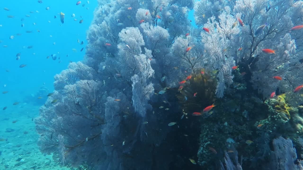 健康的珊瑚礁，各种鱼类和水下野生动物。视频下载