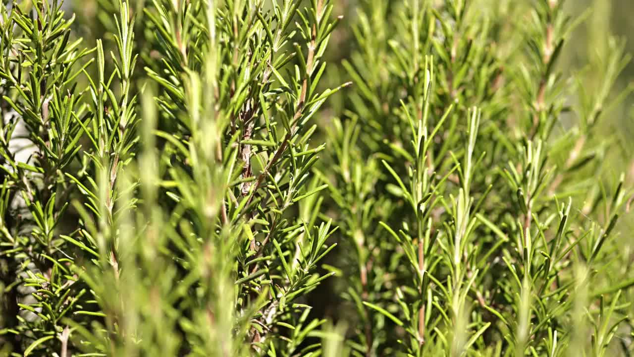 迷迭香植物的细节视频素材