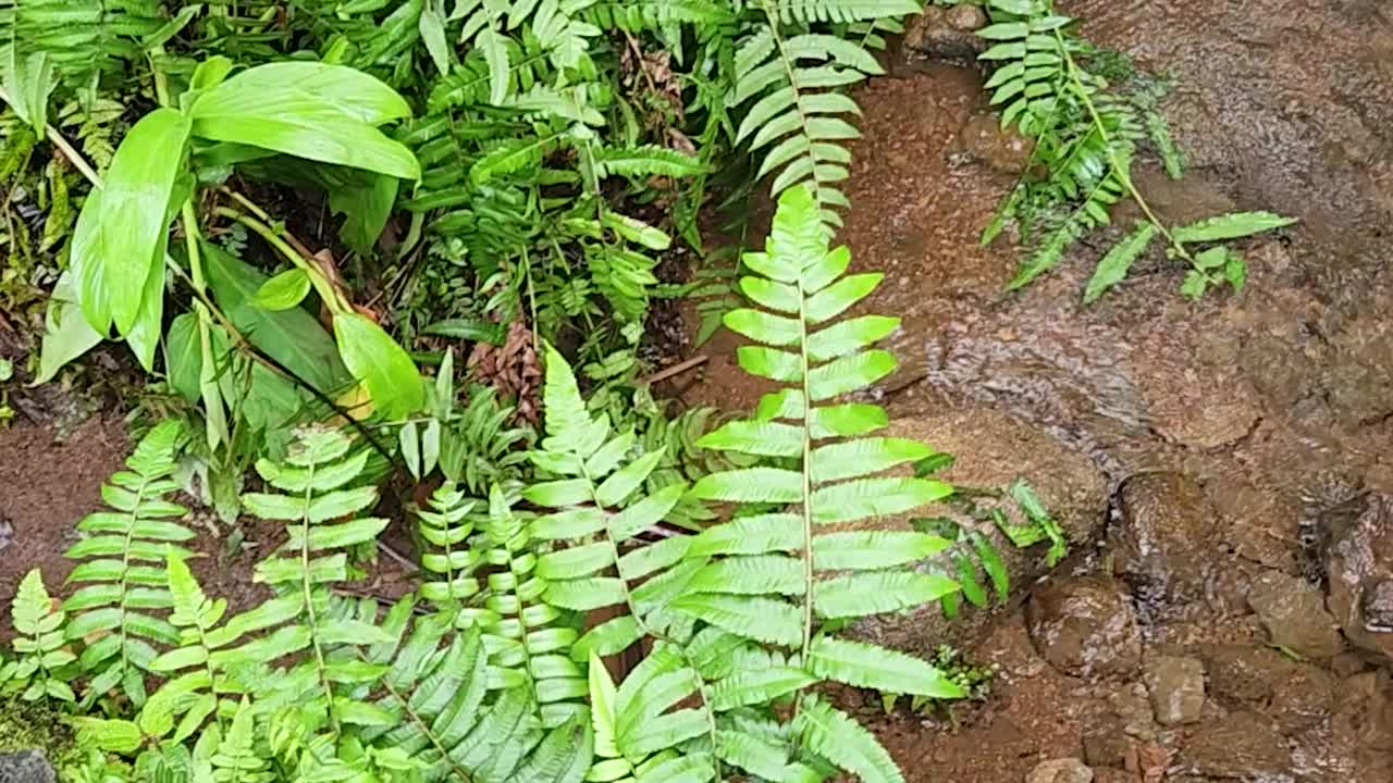 夏威夷大岛的阿卡卡瀑布州立公园视频素材