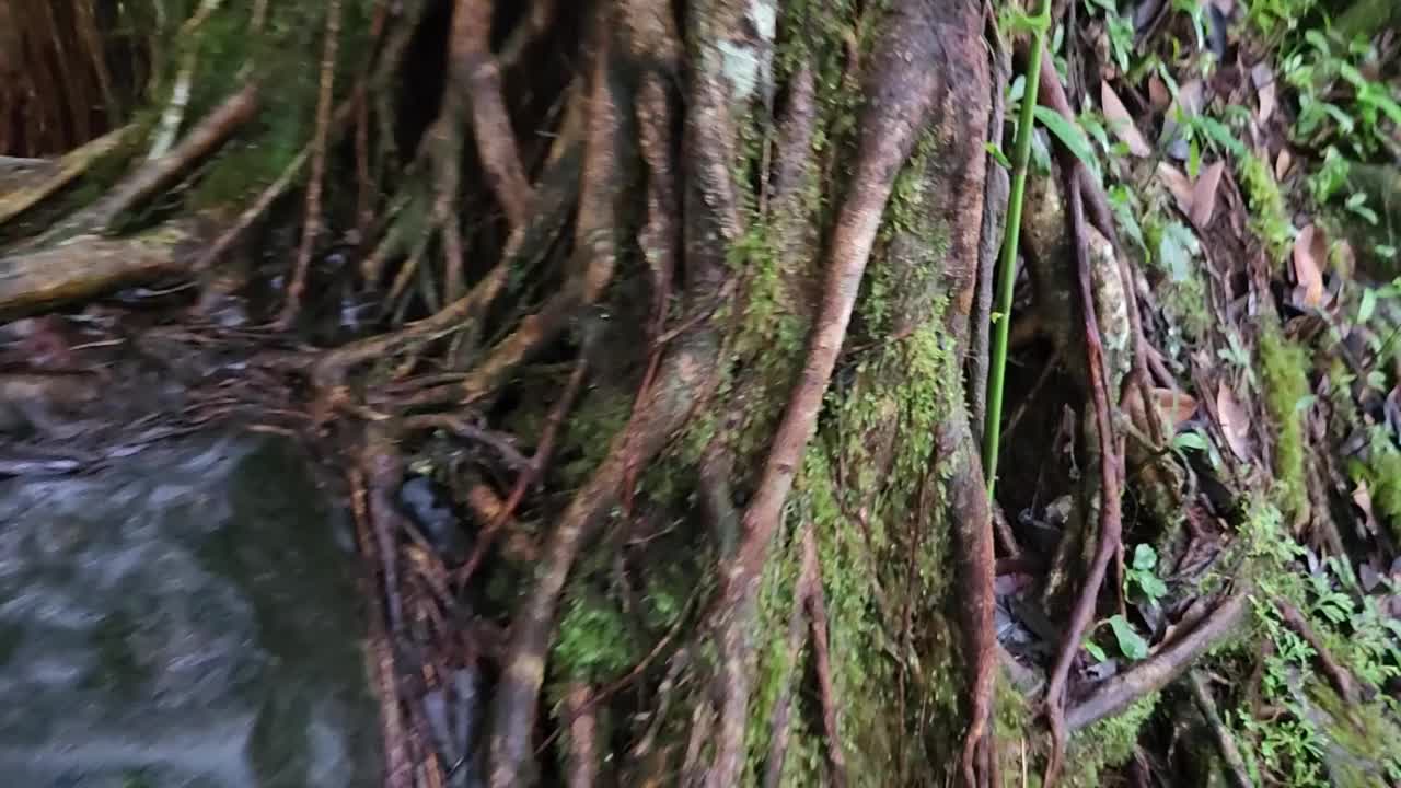 夏威夷大岛的阿卡卡瀑布州立公园视频素材