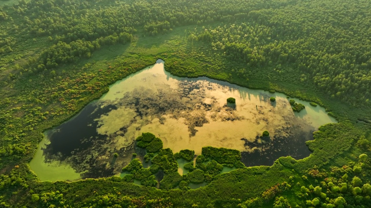 森林里的湖呈心形。淡水湖泊。视频素材