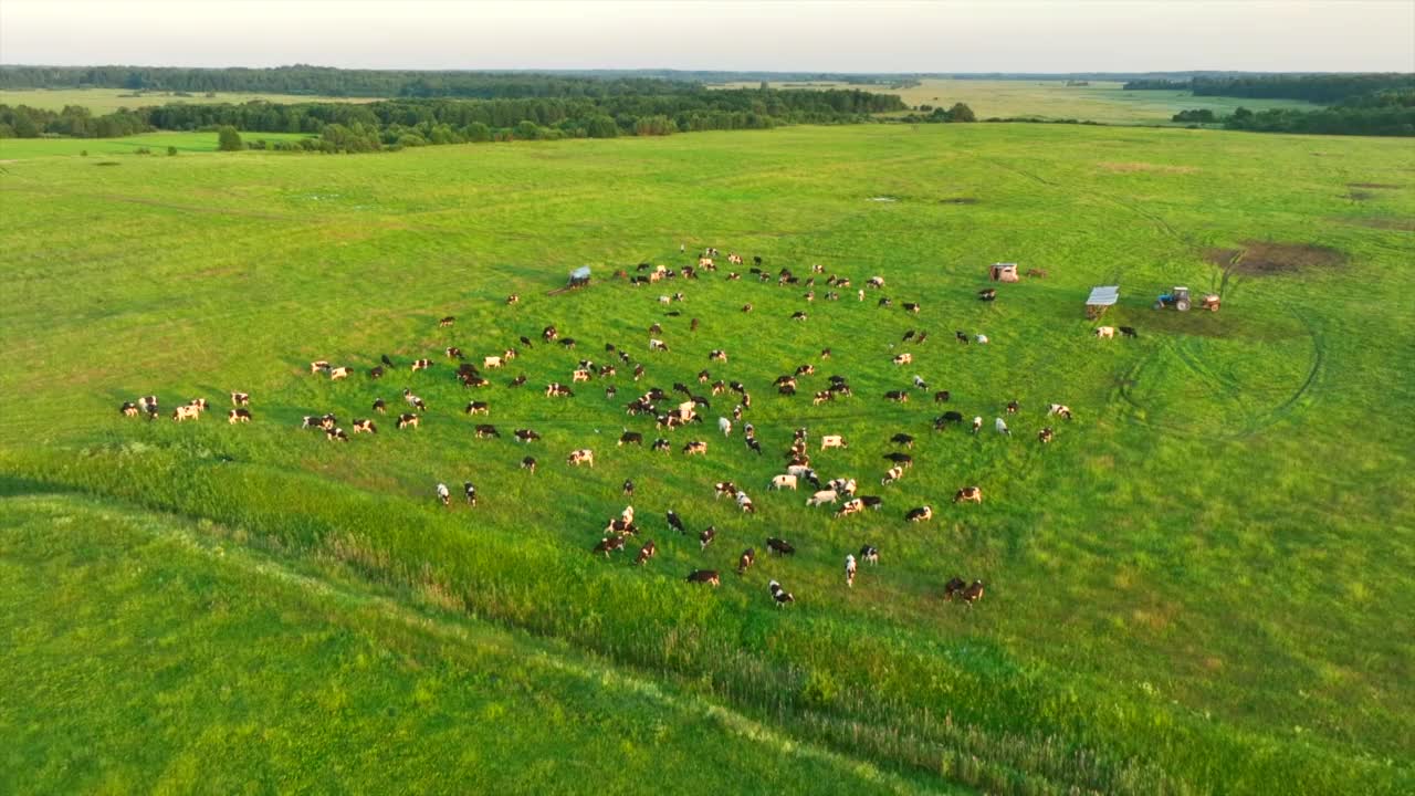 夕阳下田野里的奶牛。奶牛在农场的草地上吃草。视频素材