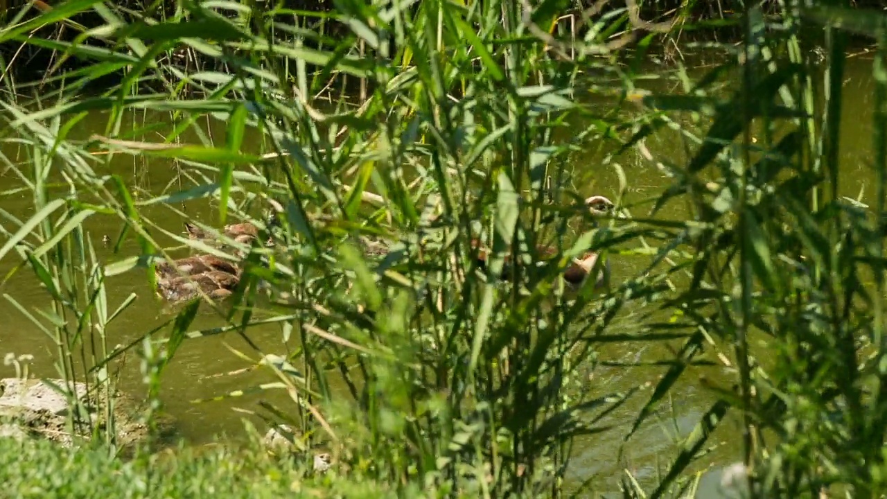 芦苇间有野鸭的湖视频素材