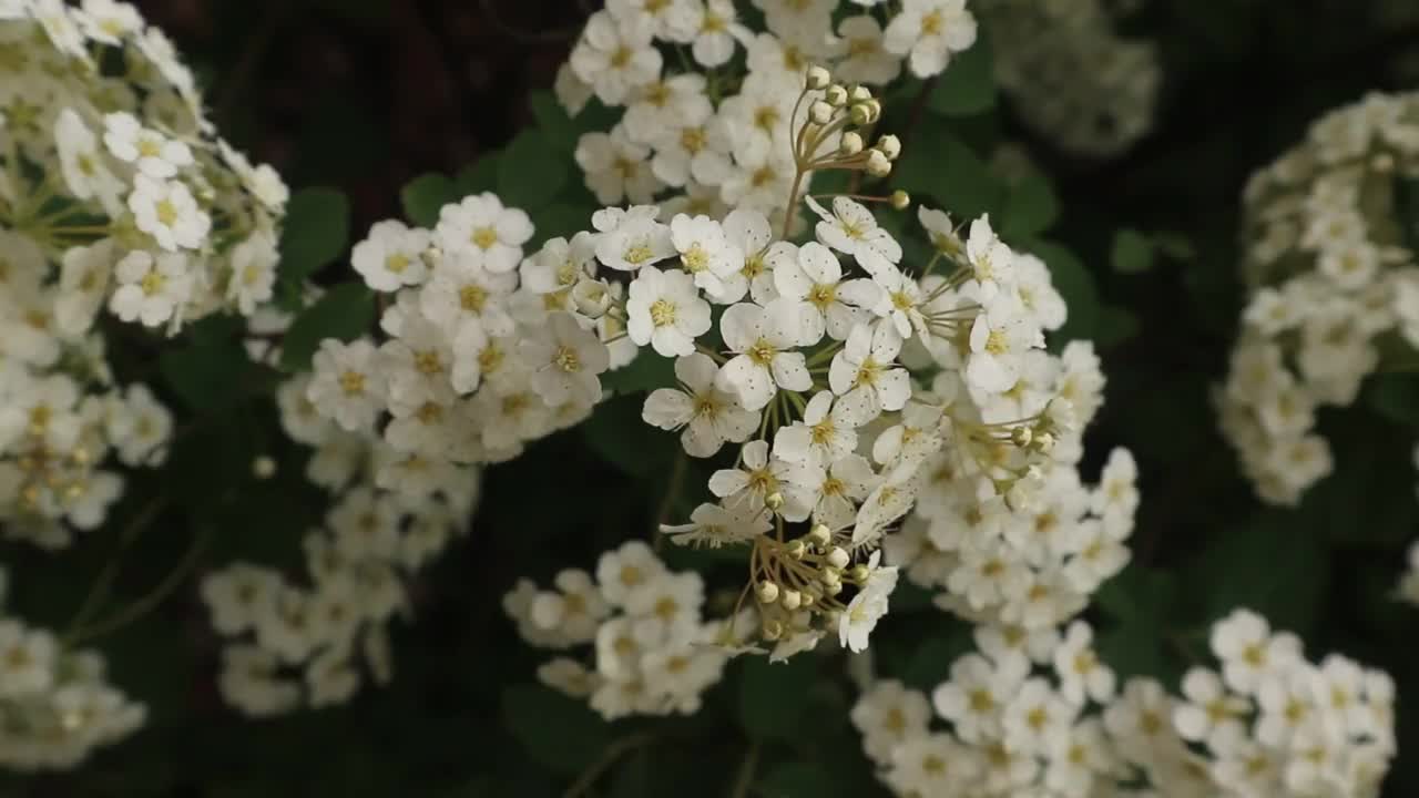 野生灌木上有许多白花视频素材