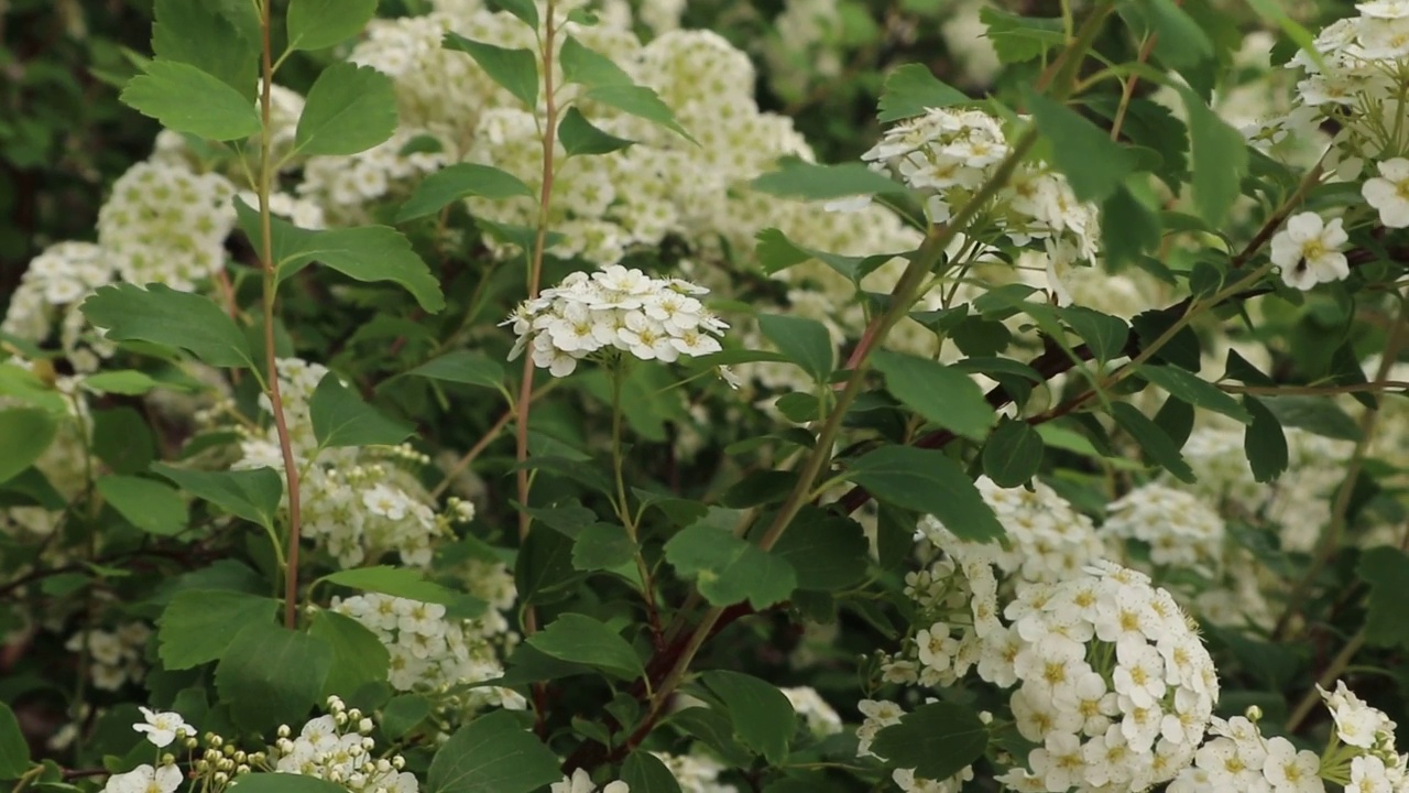 野生灌木上有许多白花视频素材