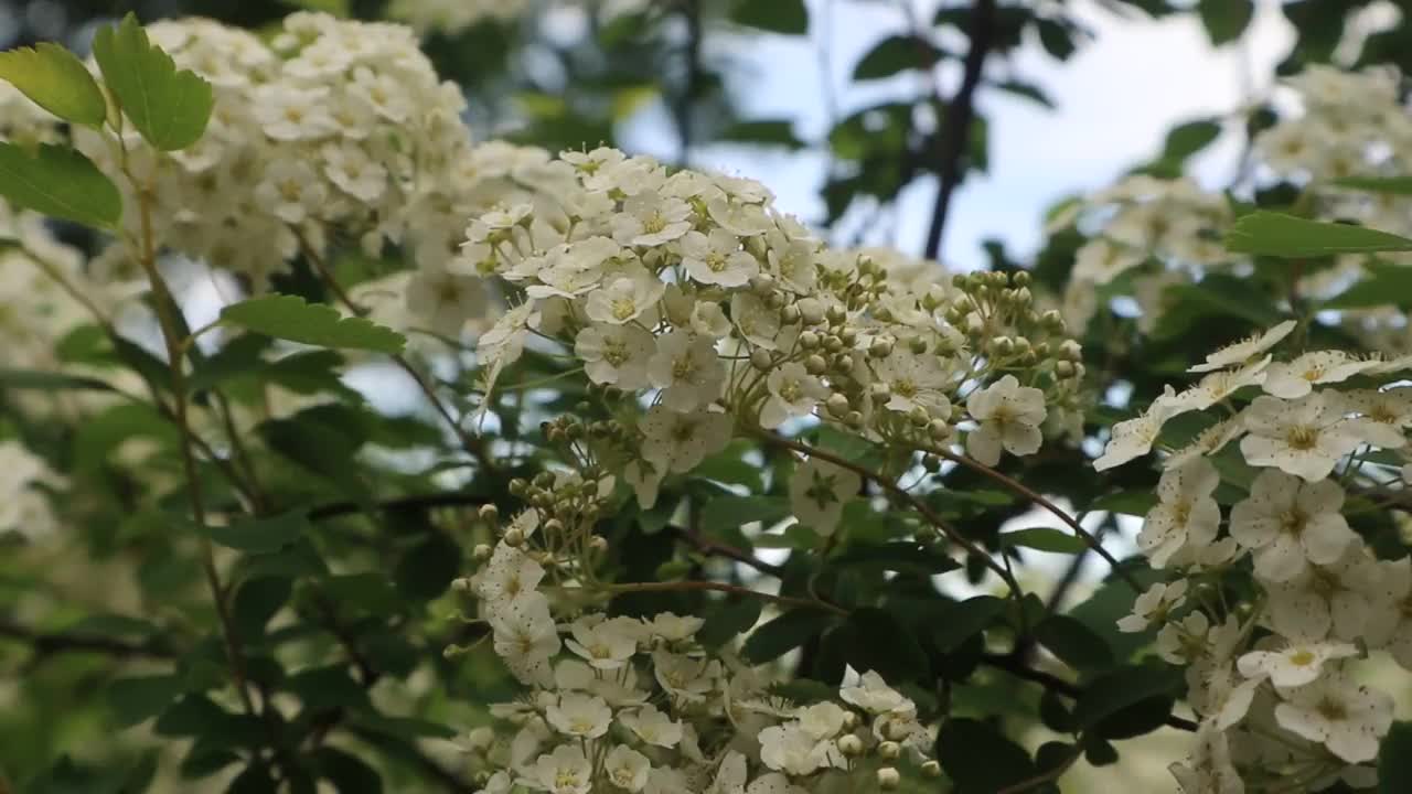 野生灌木上有许多白花视频素材