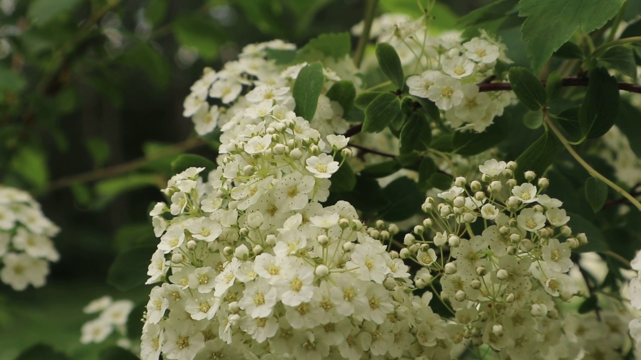 野生灌木上有许多白花视频素材