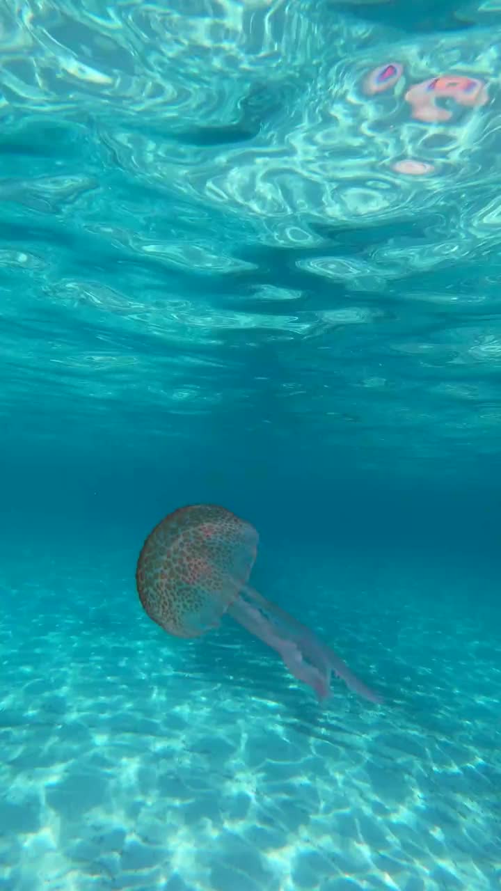 淡紫色的刺水母(夜光水母)漂浮在淡蓝色的地中海上的特写视频。垂直视频。垂直视频视频素材