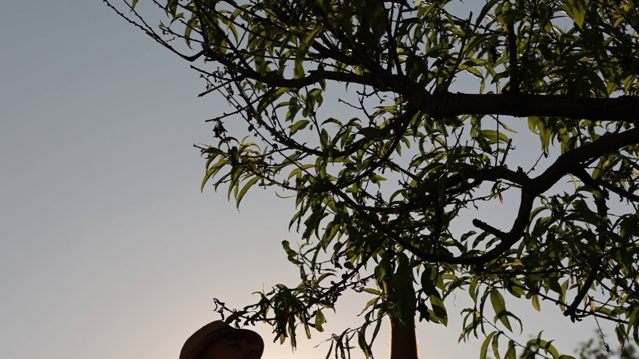 在夕阳西下的天空中，一个戴着草帽的园丁触摸着一棵树上的干树枝的剪影。臂。缓慢的运动。园艺和园艺的概念视频素材