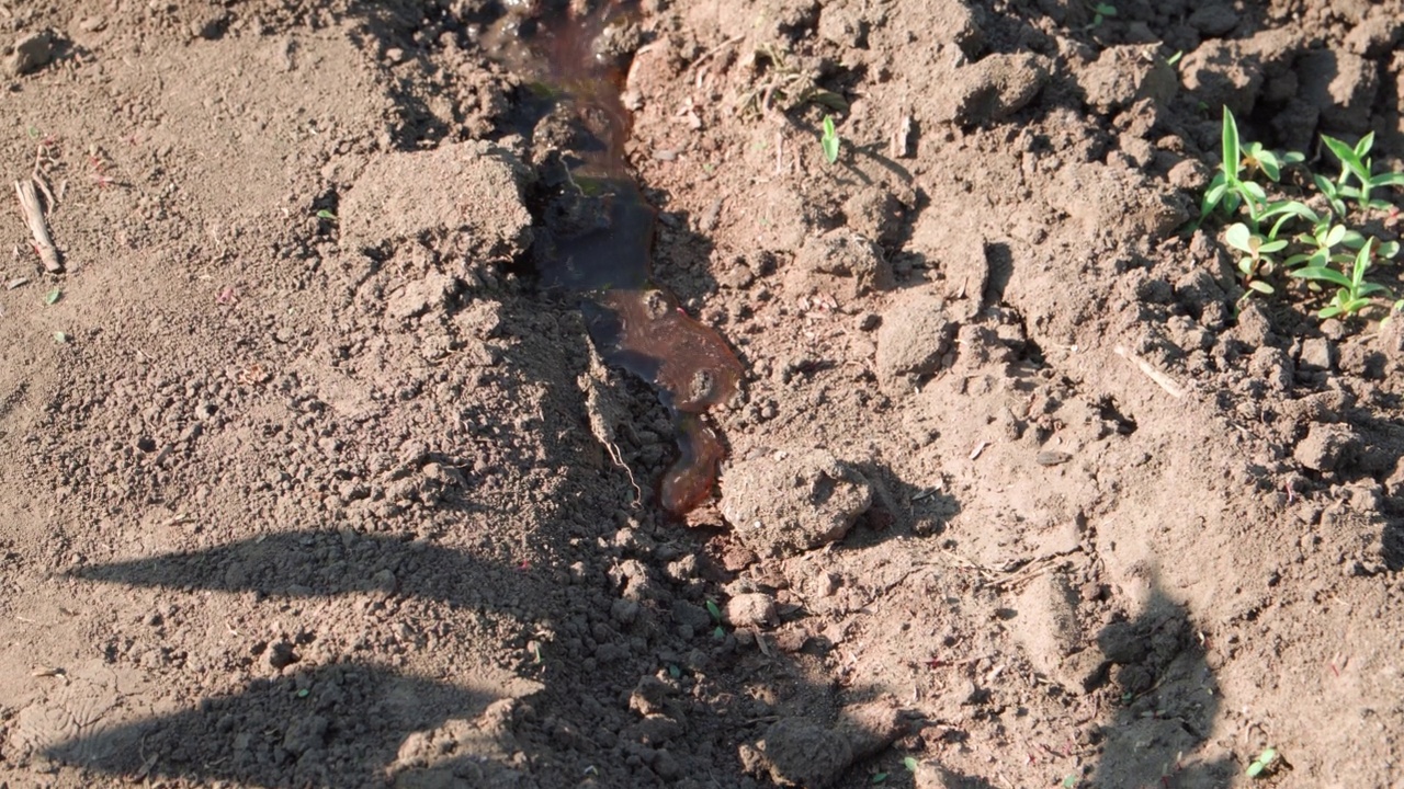 一小股水流穿过干旱的土壤，使正在生长的植物充满水分。视频素材