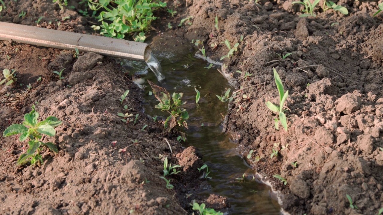 在花园里用软管浇水。灌溉的土地。视频素材