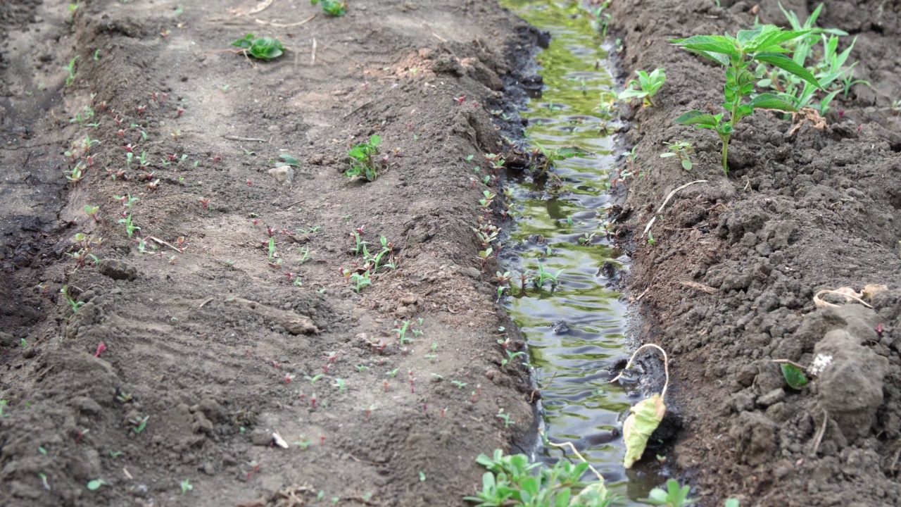 小溪流在花园的地面上流动。灌溉花园，饱和水分。视频素材