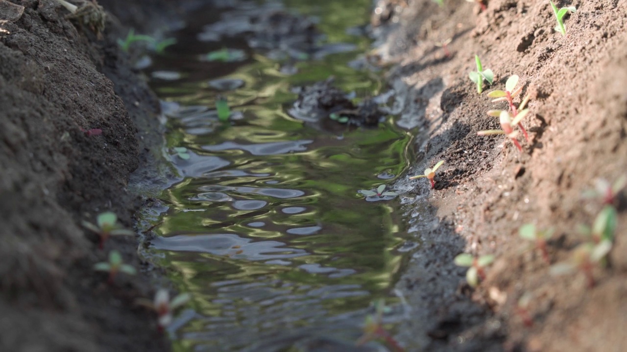 水流通过小型灌溉渠浇灌植物的特写。视频素材