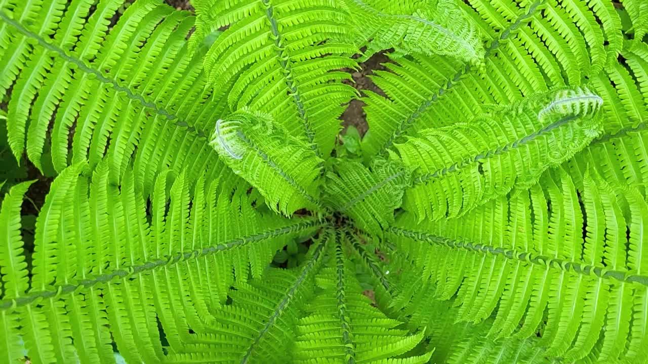 蕨属是一种蕨类植物，俗称鸵鸟蕨、蕨类或毽子蕨。视频素材