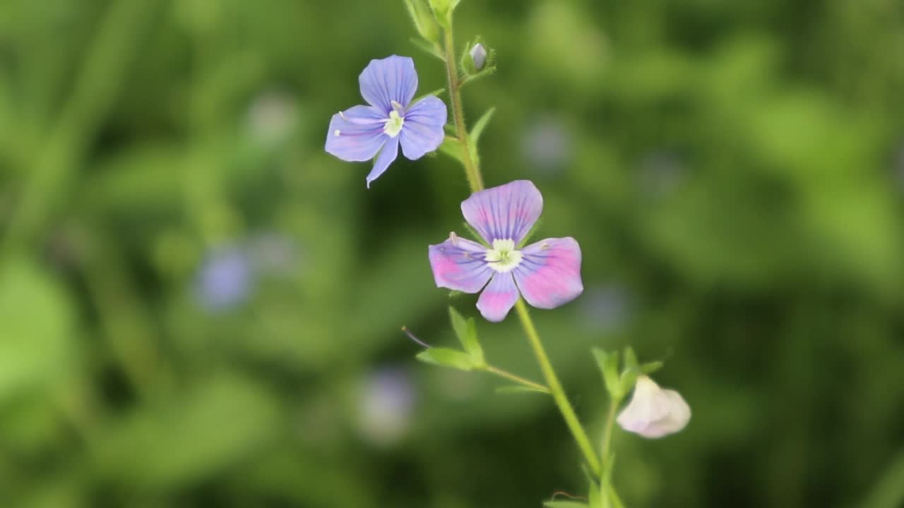 蓝色小花的特写镜头视频素材