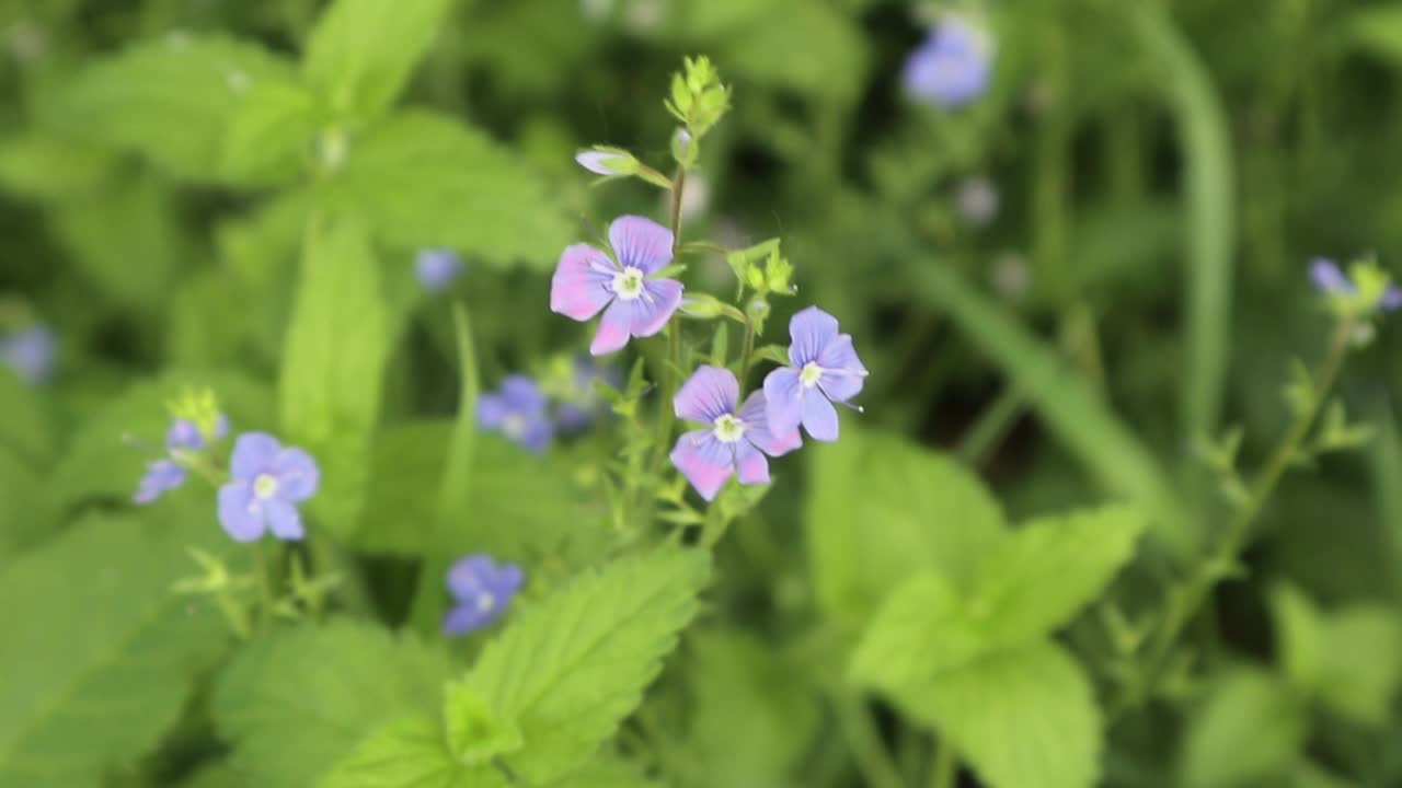 蓝色小花的特写镜头视频素材