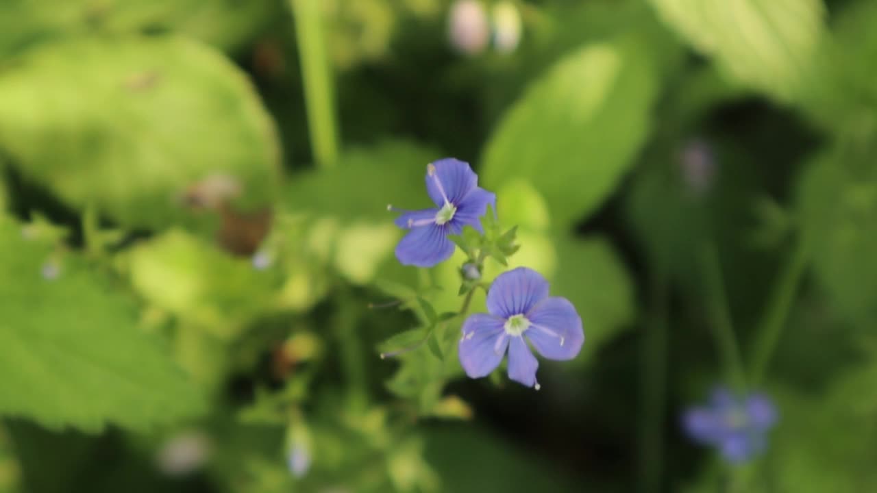 蓝色小花的特写镜头视频素材