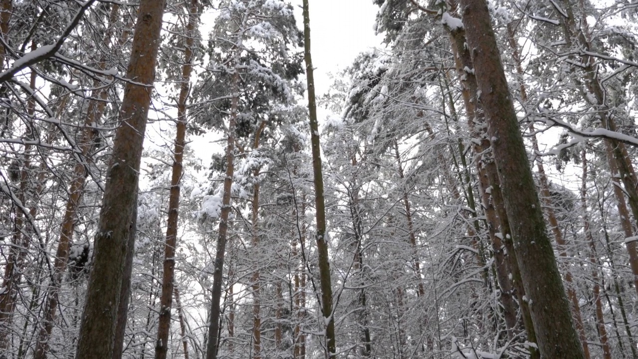 冬天的森林在下雪，慢动作。视频素材