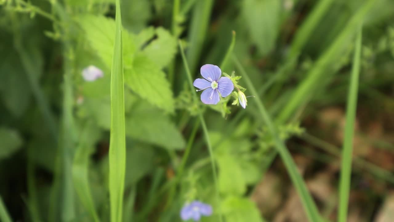 蓝色小花的特写镜头视频素材