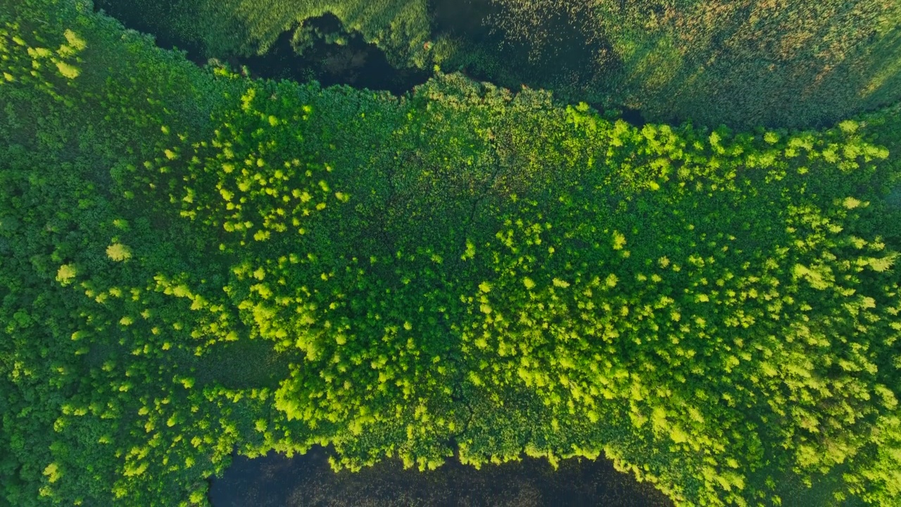 森林里的沼泽湖。淡水湖泊。沼泽地和湿地，无人机拍摄。视频素材