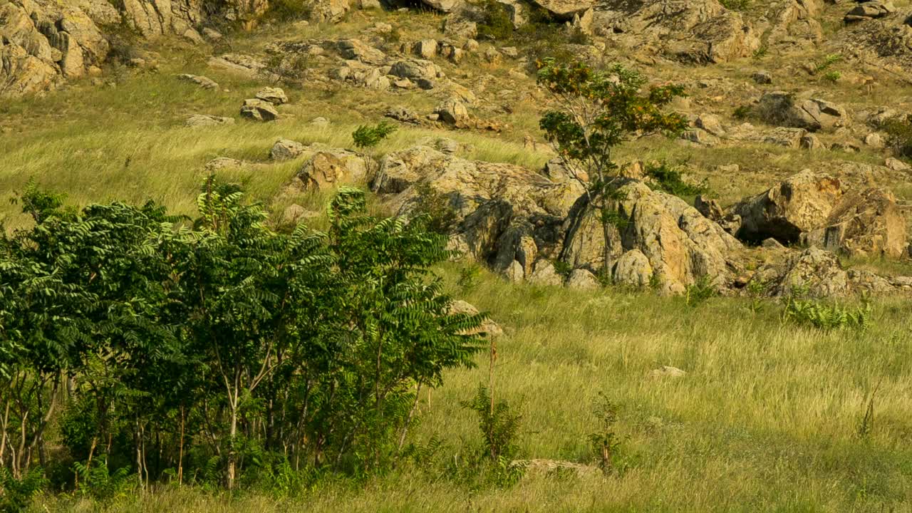 落基山脉和高山植被-潘拍摄视频素材