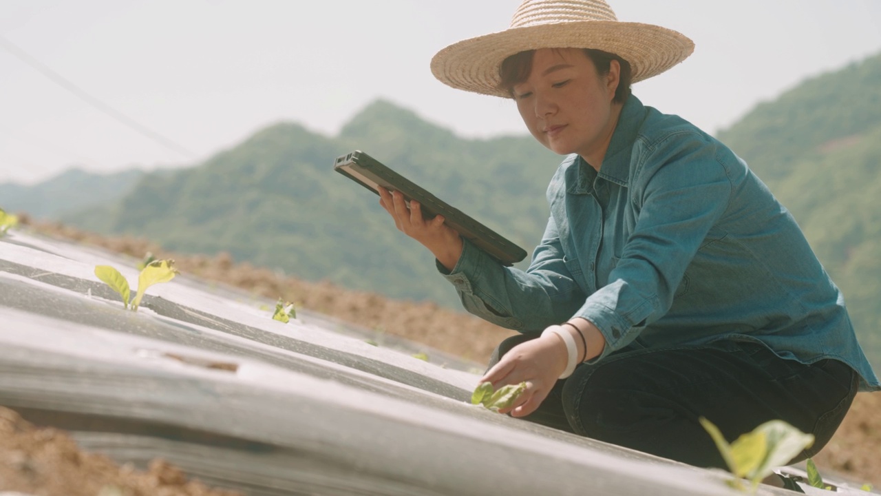 农民使用数字平板电脑和监测在她的农场，智能农场视频素材