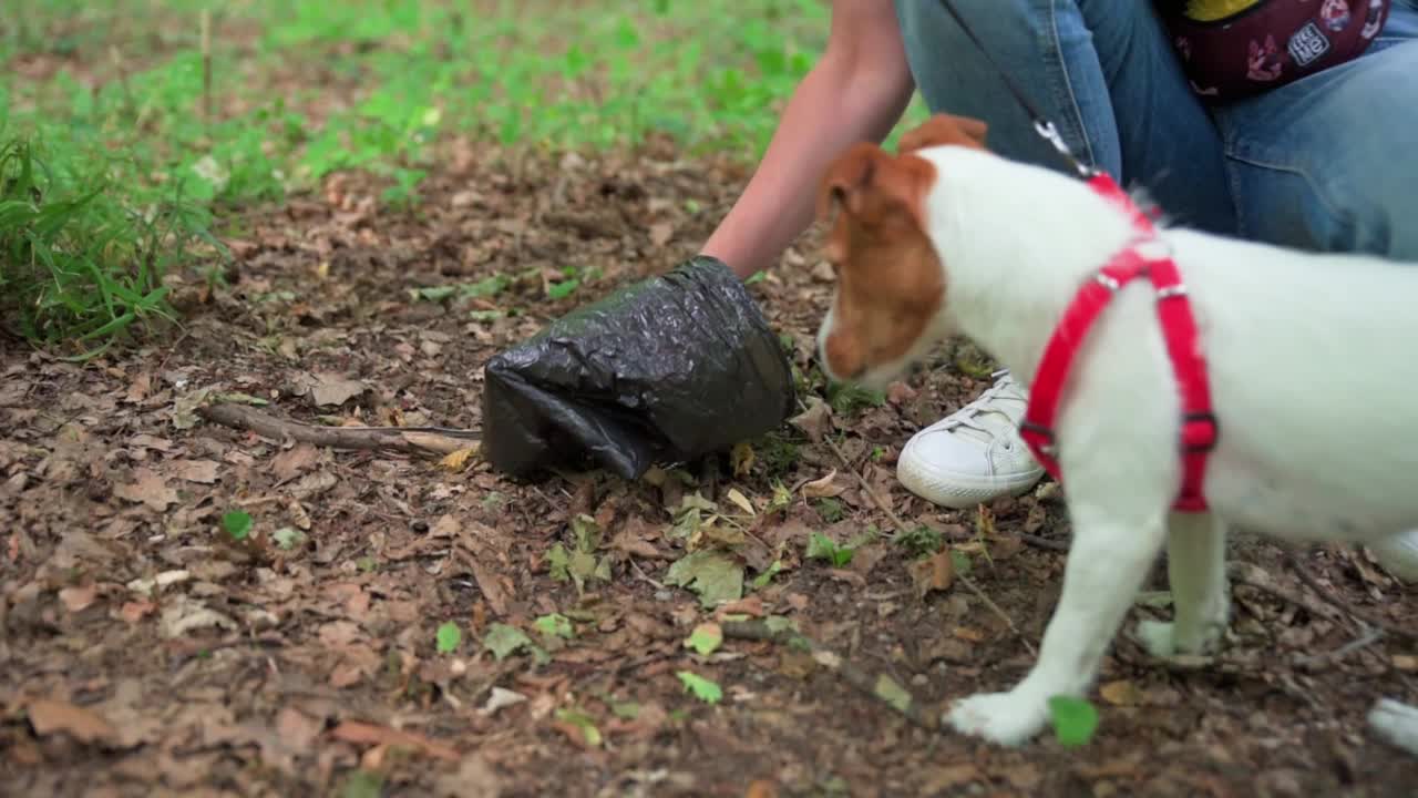 宠物主人清理狗的粪便视频素材