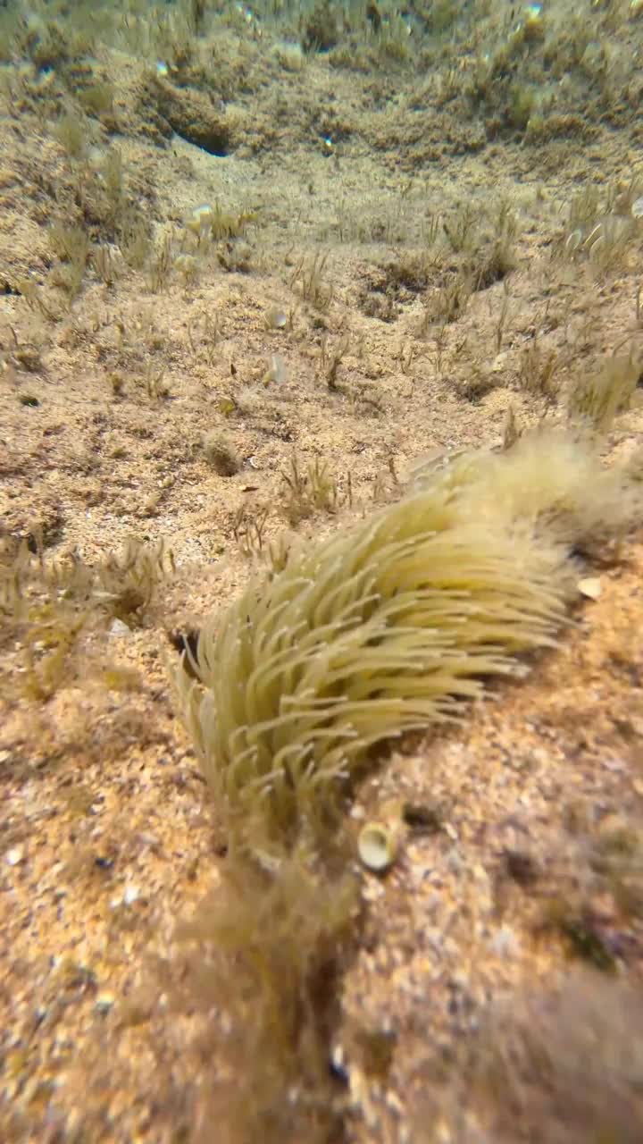 海葵被称为“地中海蛇形海葵”(Anemonia sulcata)，随洋流移动。垂直视频视频素材