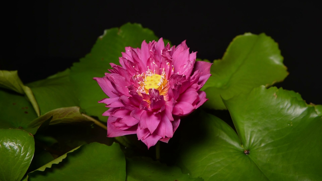 粉红睡莲在池塘里开放的延时。池塘里美丽的粉色睡莲，还有绿色的叶子。水面上漂浮着倒影的睡莲视频素材