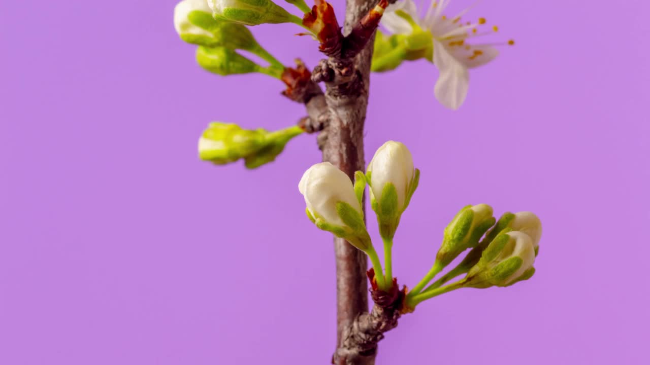 4k时间推移的一棵梅花树的花开花并生长在粉红色的背景上。盛开的小白樱。相机上下移动，线性相机移动。时间以9:16的比例流逝。视频素材