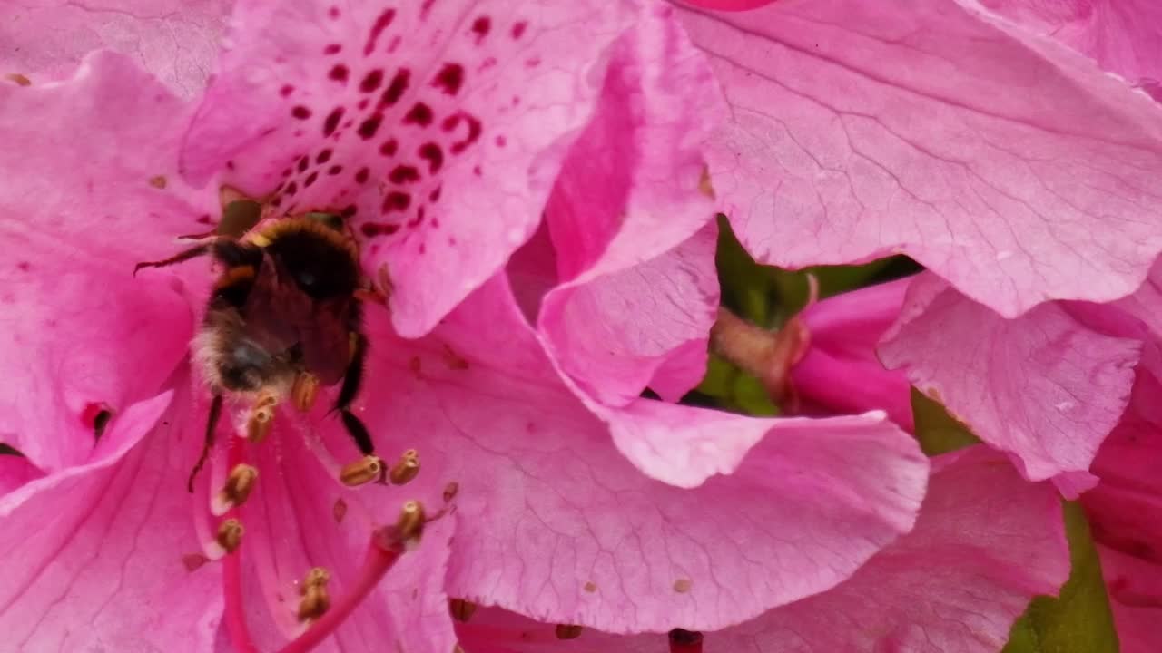 会飞的大黄蜂在粉红色的花上采集花蜜和花粉视频素材